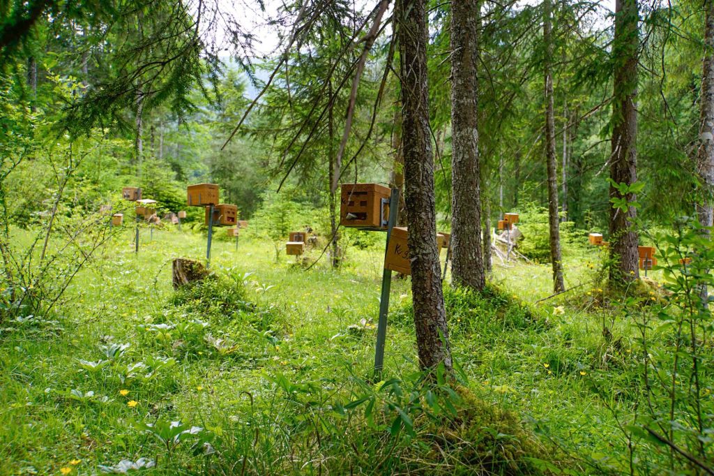 Belegstelle Gamsfeld